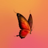 Telegram profile photo for archive kns