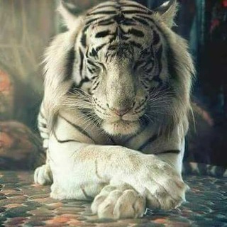 Telegram profile photo for Frases y pensamientos
