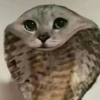 Telegram profile photo for архангел лифонов