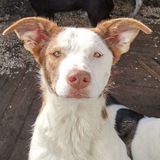 Telegram profile photo for Приют²⁷ 🐶