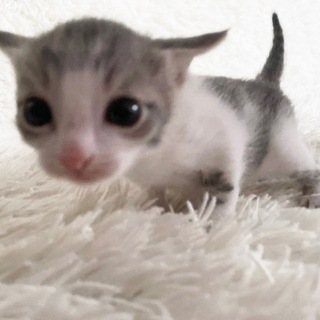 Telegram profile photo for компот из игольных ушек