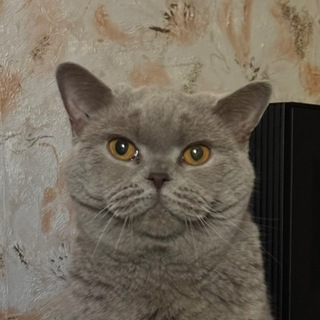 Telegram profile photo for Секреты Латке