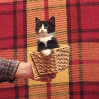 Telegram profile photo for Котики-накотики