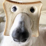 Telegram profile photo for Прайс Ложечки
