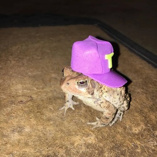 Telegram profile photo for toadwifportal