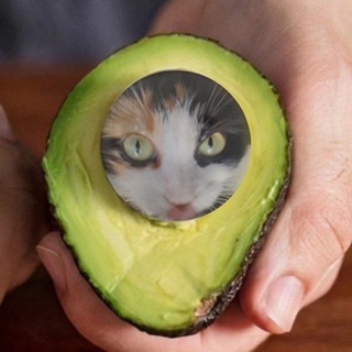 Telegram profile photo for freshavocado (refreshed + reverb)
