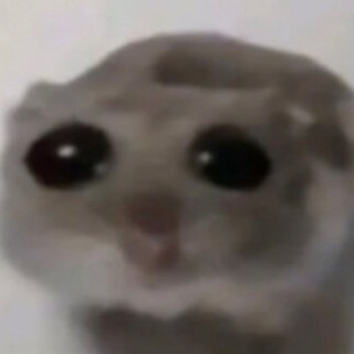 Telegram profile photo for хомячок🐹