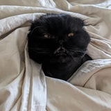 Telegram profile photo for Дом Зла