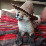 Telegram profile photo for 𝐝𝐞𝐫𝐬𝐰𝐢𝐱𝐬🦊