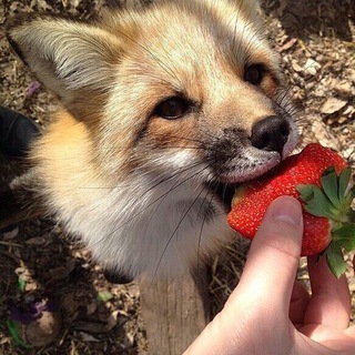 Telegram profile photo for Curioŭs Fox