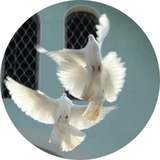 Telegram profile photo for True of real world (ToRWorld)