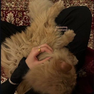 Telegram profile photo for - نمارق الزاوي.
