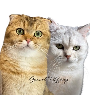 Telegram profile photo for ๐พ ๐๐ฎ๐๐๐ข&๐๐ข๐๐๐๐ง๐ฒ ๐พ