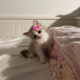 Telegram profile photo for Кпоп продажа 🎀🧸
