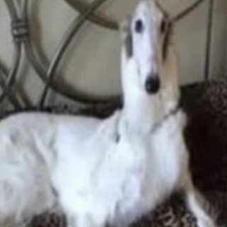Telegram profile photo for ♯сатвик