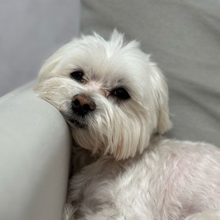 Telegram profile photo for арчулька(ядовитая блоха)