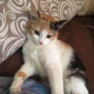 Telegram profile photo for Карельские Питомцы