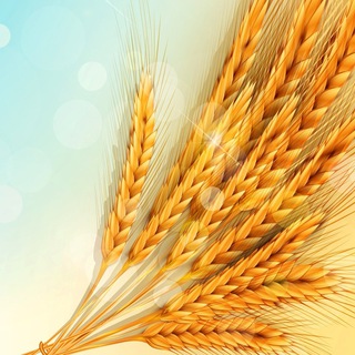Telegram profile photo for Zerno.ru — Поле.онлайн