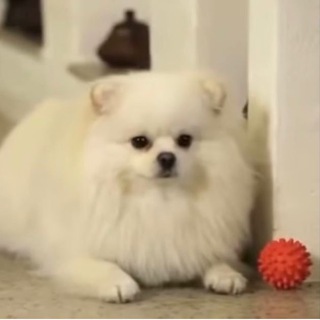 Telegram profile photo for Шпиц Первого