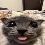 Telegram profile photo for Щп Иззи какешки