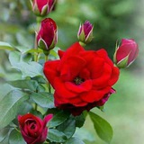 Telegram profile photo for ⇊نبـৣـض الصبـৣـايـৣـا 💜🌸