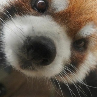 Telegram profile photo for πΎβΉπΈππππ¦ π‘βπ π πππππ‘ ππ πππππππΰͺβ΄