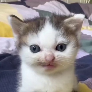 Telegram profile photo for Just a humble cat