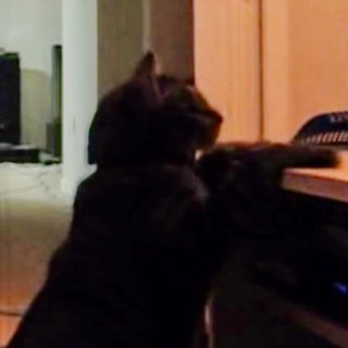 Telegram profile photo for The First Youtube Cat $PAJAMAS