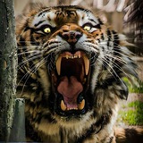 Telegram profile photo for Skullduggery and Deviant Thoughts