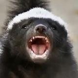 Telegram profile photo for 🦅 ⚡️AZHoneyBadger ⚡️🦅