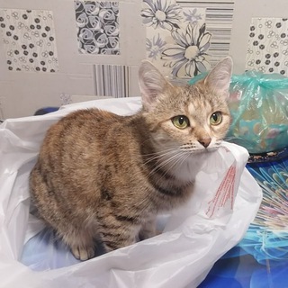 Telegram profile photo for Котороши архив