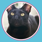 Telegram profile photo for $KEN - DOXXED CAT KENNEDY
