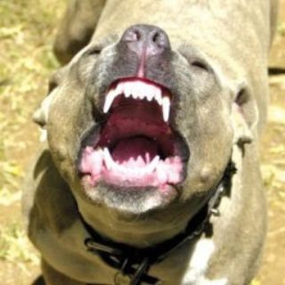 Telegram profile photo for Shitbull Hate