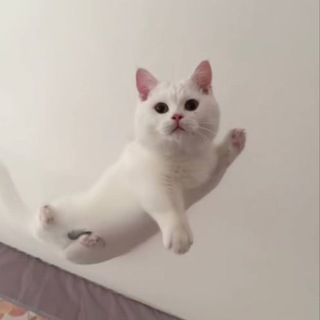 Telegram profile photo for Guodong Portal