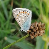 Telegram profile photo for Botschaften aus der Liebe heraus