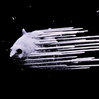 Telegram profile photo for Nobody's papers