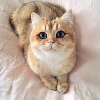 Telegram profile photo for Люблю