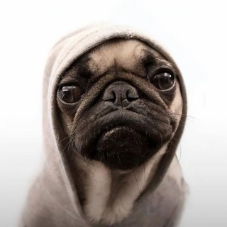 Telegram profile photo for записки сумасшедшего