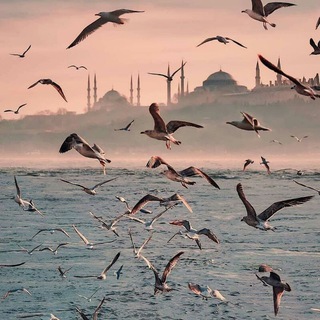 Telegram profile photo for وَسَمَاءْ🕊