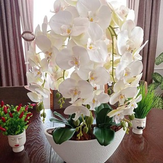 Telegram profile photo for 💐🌷☘ Орхідейка 🌺 🌸🌼
