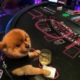 Telegram profile photo for degen casino