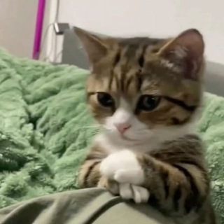 Telegram profile photo for ClaudeAPI