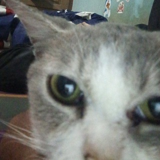 Telegram profile photo for Ntah