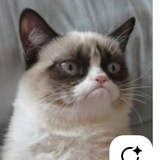 Telegram profile photo for Адопти Лікоріс