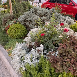 Telegram profile photo for ORCHIDSale уличные цветы