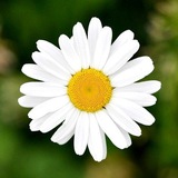 Telegram profile photo for ☀️ Травник/ традиционная медицина/ Фитотерапия/ Аюрведа/Траволечение/ Народная медицина 🐝 Трепетник /Лекарственные растения 🍄