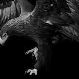 Telegram profile photo for ایدی فیک قفل شدتوسط خالق شبگرد