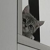 Telegram profile photo for Чайхана