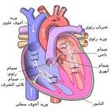 Telegram profile photo for ثاني متوسط ((الاحياء)) مدرسة قمر بني هاشم الدوام العصري