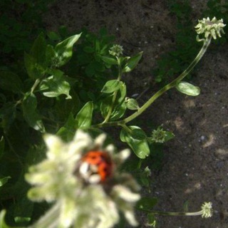 Telegram profile photo for псыж🐞